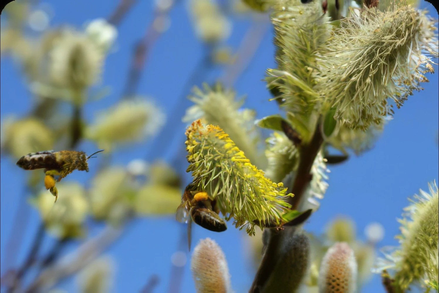 allergien pollenflugkalender